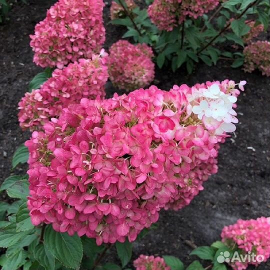 Гортензии, красивоцветущие кустарники,ежевика