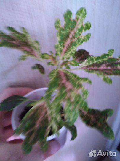 Колеусы вегетативные