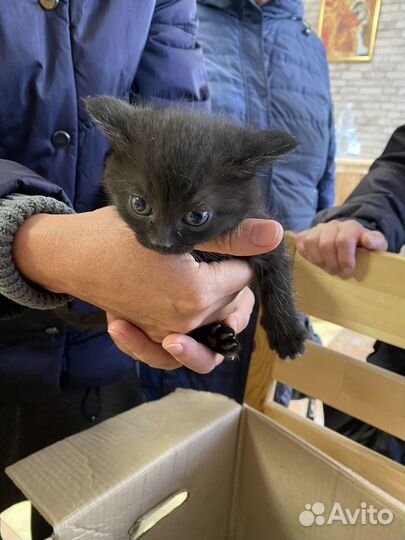 Котята в добрые руки бесплатно