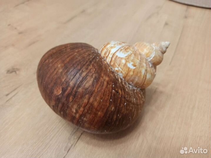 Морская раковина