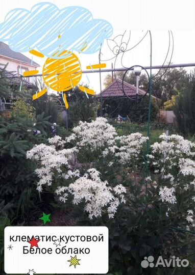 Клематис кустовой. Растения в сад