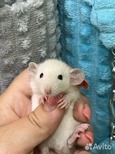 Крыса крыски крысята дамбо крысы