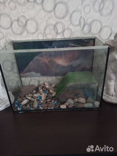 Черёха Красноухая