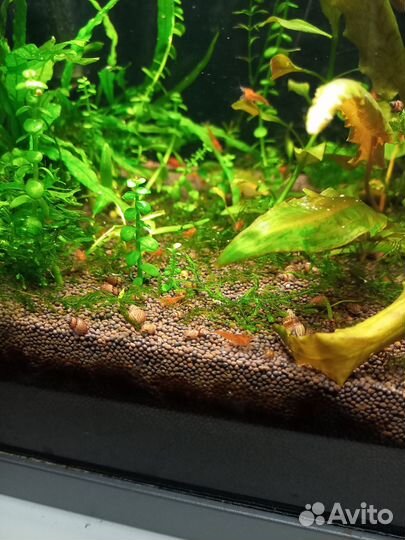 Креветка аквариумная красный огонь