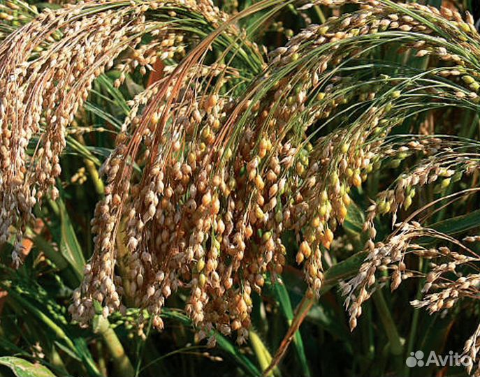 Лакомство для попугаев,канареек. Просо в метёлках