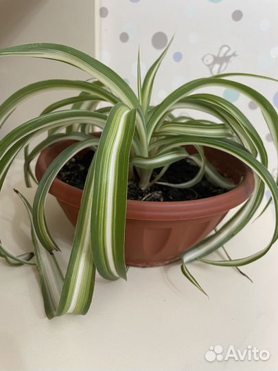 Хлорофитум кудрявый