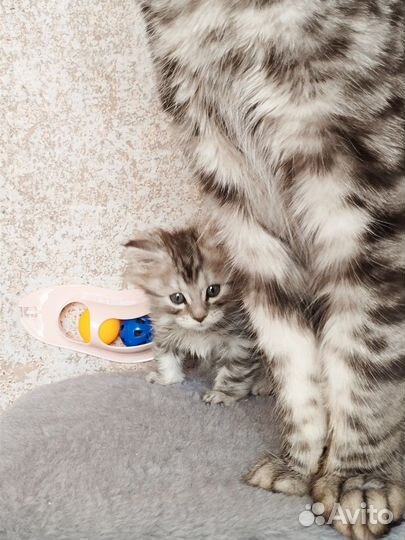 Котëнок мейн-кун