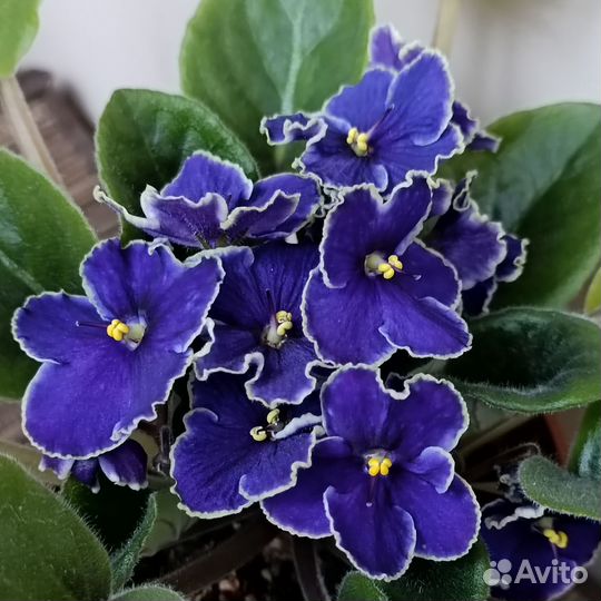 Фиалка фиолетовая. Комнатное растение