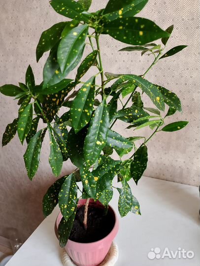 Кротон Аукуба