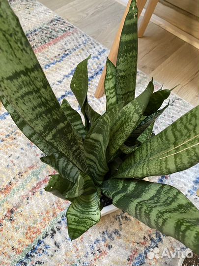 Сансевиерия Трифасциата