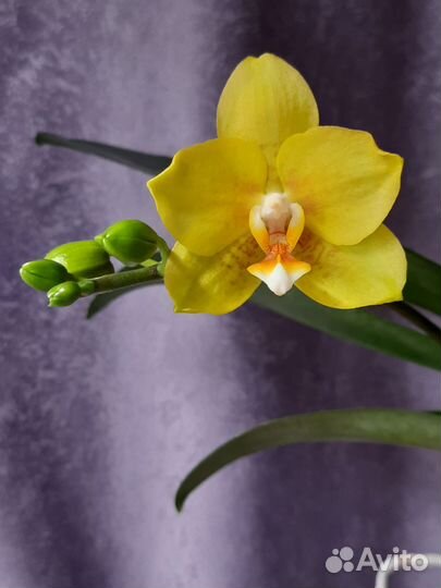 Орхидея фаленопсис P. Lioulin Canary 'orchis'