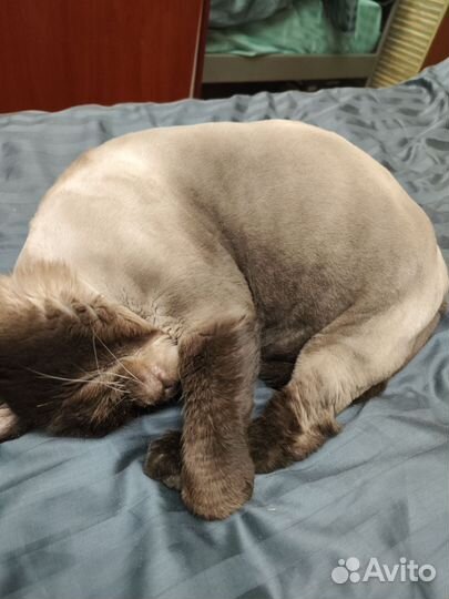 Британский кот вязка