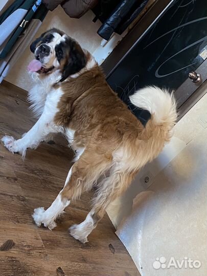 Передержка собак