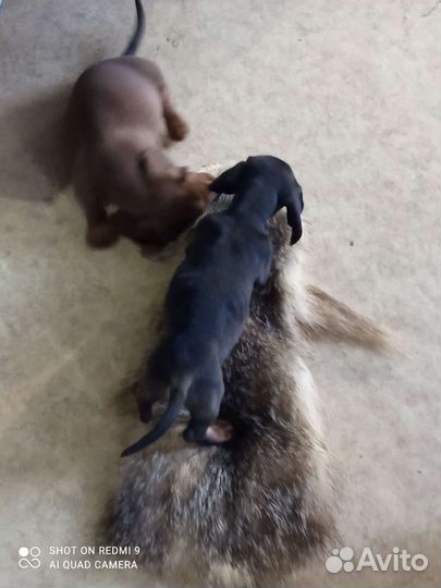 Щенки таксы стандартные