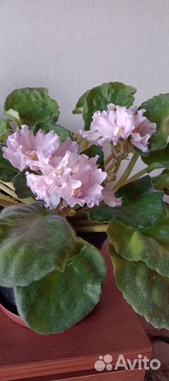 Комнатные цветы