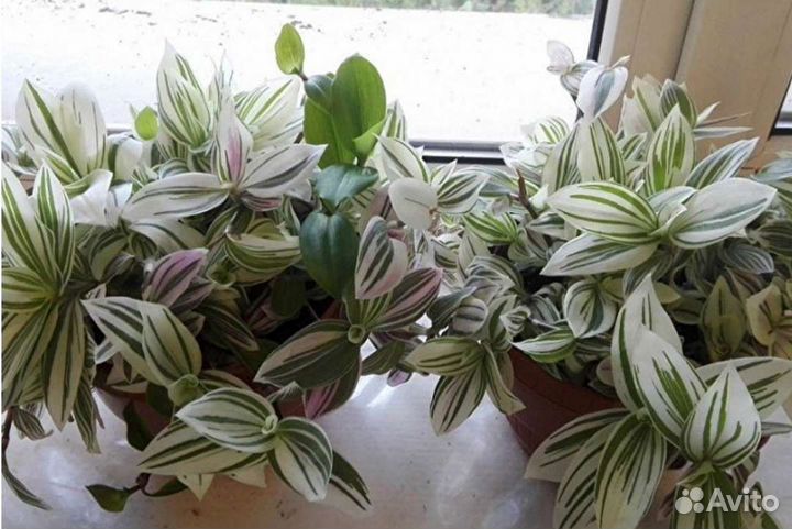 Традесканция