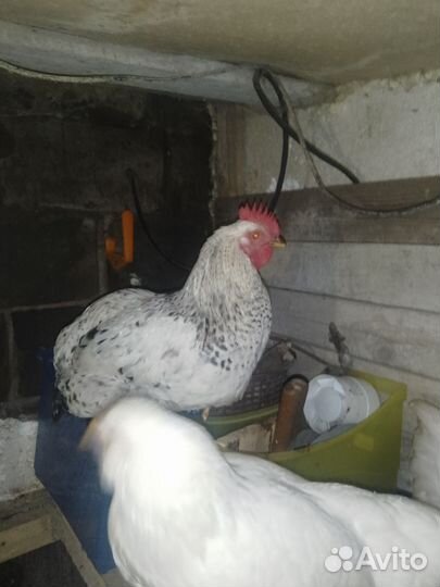 Куры петухи