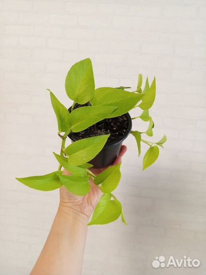 Сциндапсус Неон 2 шт в горшке 0.3 л