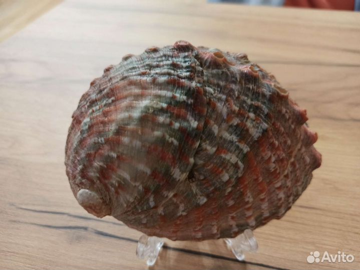 Морская раковина