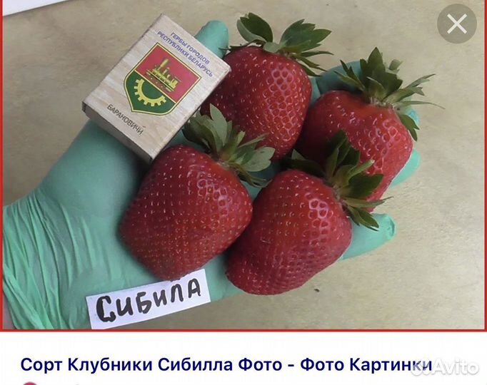 Рассада виктории