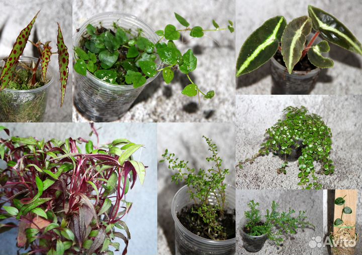 Комнатные растения, подходят так же для флорариума