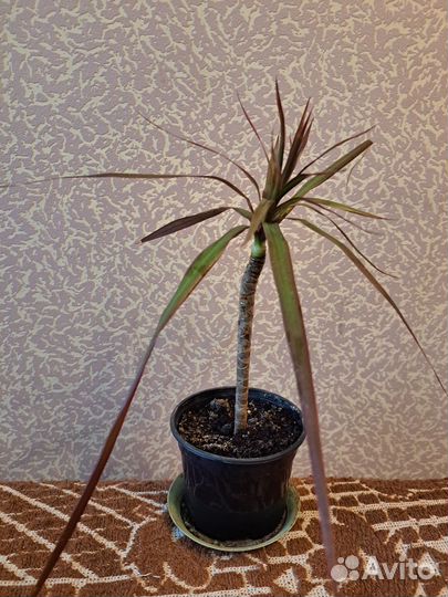 Драцена маргината