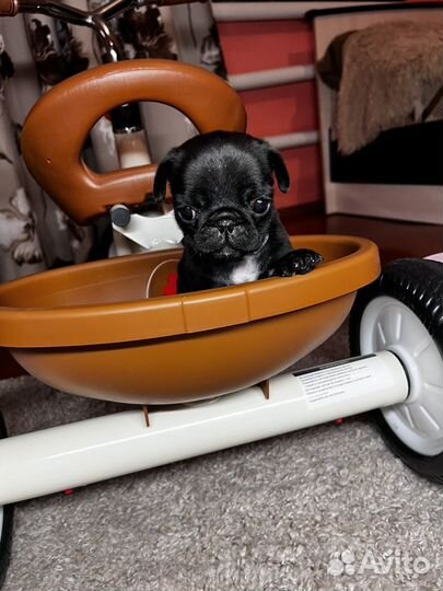 Щенки мопса