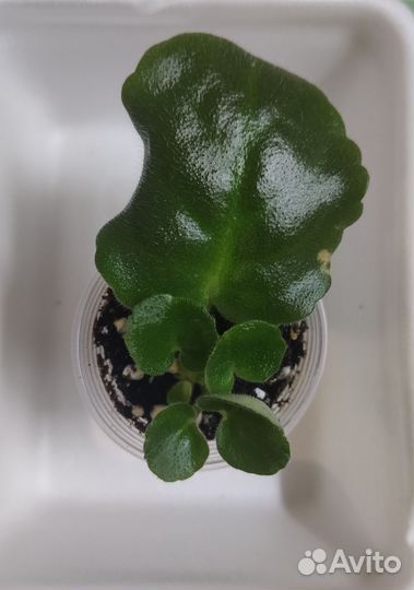 Фиалки (листы с детками)