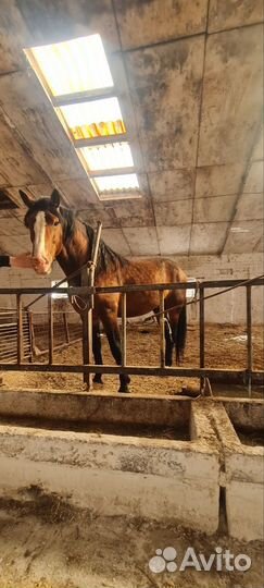 Продается высокий красивый жеребец