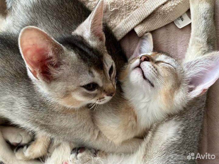 Абиссинские котята