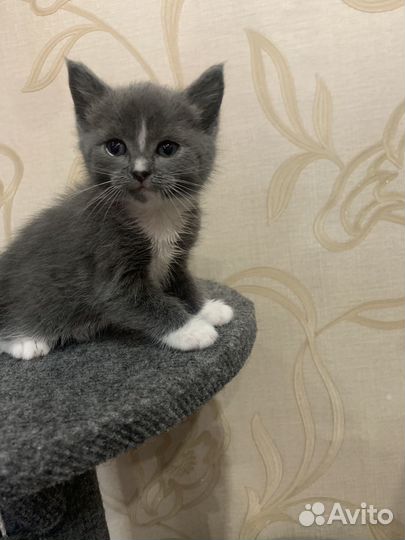 Британская