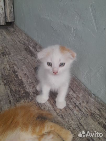 Вислоухие котята
