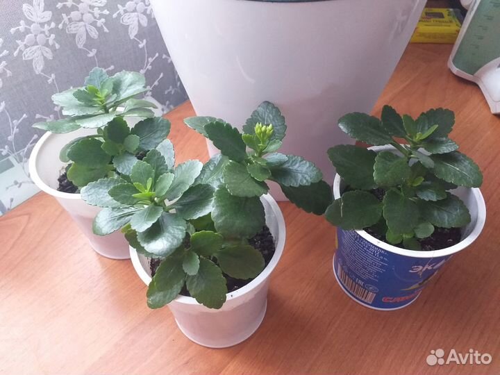 Комнатные цветы