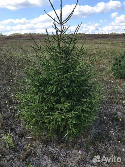 Ели и сосны живые новогодние