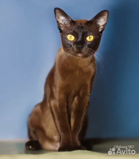 Котята Европейской Бурмы