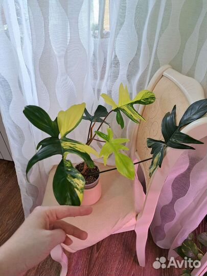 Филодендрон Магическая Маска