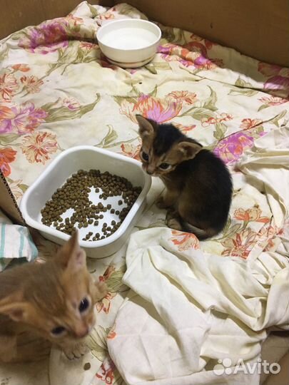 Абиссинские котята