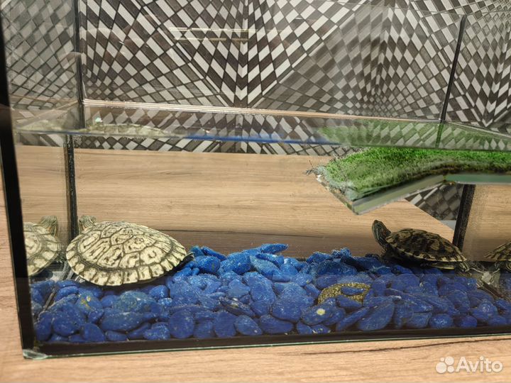 Красноухая черепаха