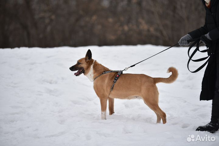 Собака Василиса из приюта ищет дом