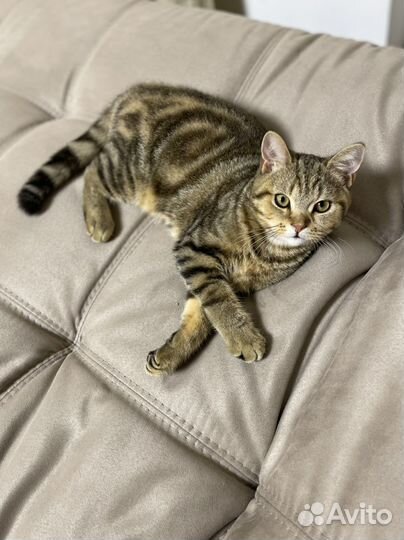 Котенок Британец 8 месяцев