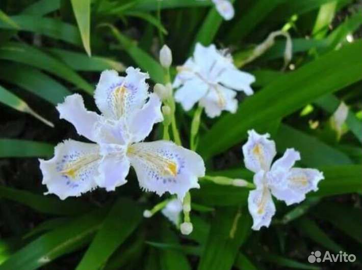 Ирис японский