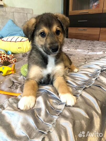 Восхитительный щенок Гоша, в дар