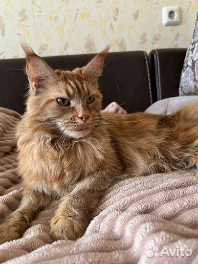 Мейн-кун девочка