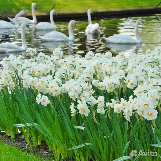 Нарцисс Сэр Уинстон Черчилль 5 шт
