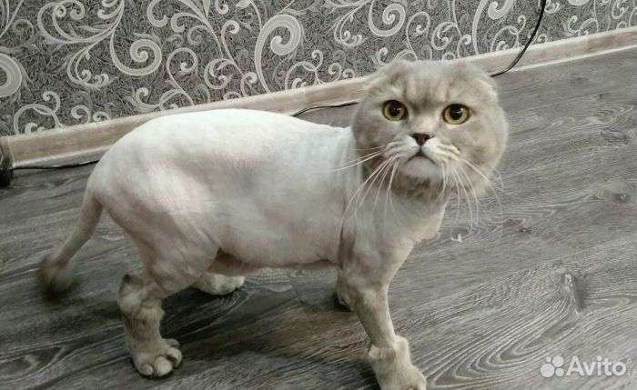 Грумер стрижка кошек