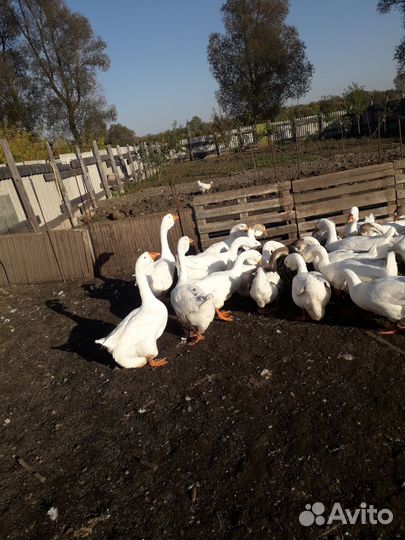 Домашние молодые гуси