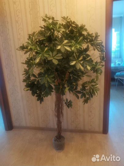 Шефлера зонтичная