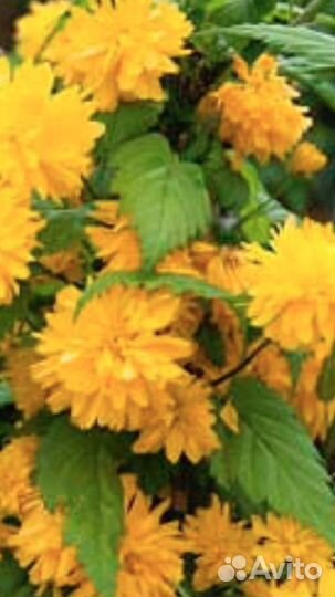 Садовые растения Керия Колокольчики Жасмин и др