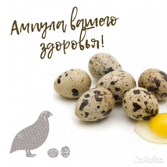 Эко-перепел