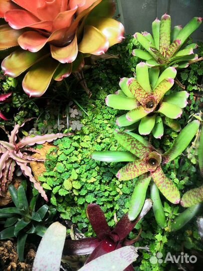 Палюдариум большой